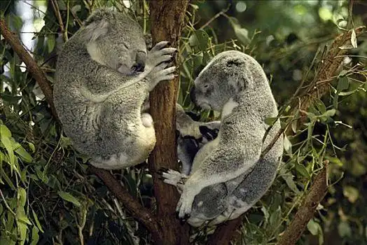 树袋熊,一对,成年,休息,睡觉,澳大利亚