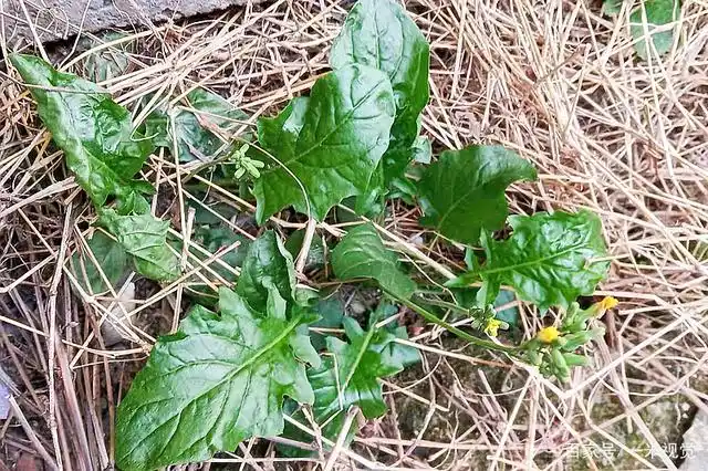 俗称"黄瓜菜",李时珍说它"通结气,利肠胃",长在路旁少人识