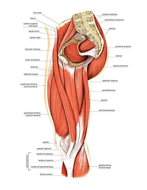 爱美者大腿粗你知道是为什么吗?_手术