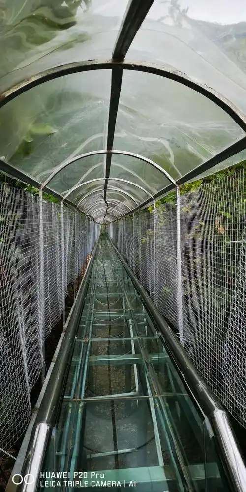 下山丛林玻璃滑道