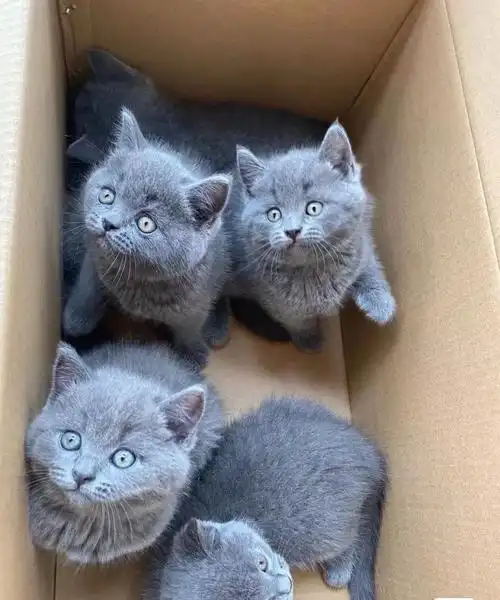 急售卖价英短蓝猫幼猫猫咪先到先得 家里生的太多了,上班没时间照顾