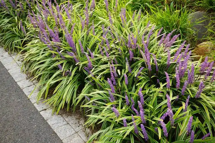我见到的山东本土植物和园林栽培植物(306-1)金边阔叶山麦冬