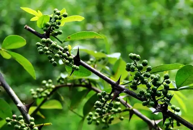 【武陵青花椒】 第 10 幅查看大图曝光:auto exposure光圈:f3.