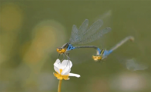 如同所有的蜻蜓一样,在修长的腹部末端,由尾须特化而来的上肛附器在