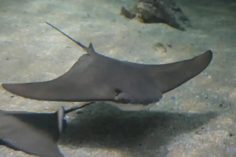 北京海洋馆鲨鱼小镇大翅膀的鱼是什么