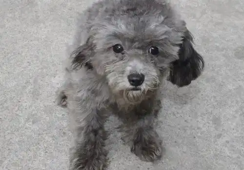 造成泰迪"短命"的几个原因,很多人都明知故犯!