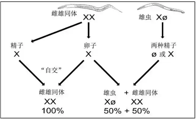 秀丽隐杆线虫的繁殖图示母亲因为可以同时产精子和卵子.