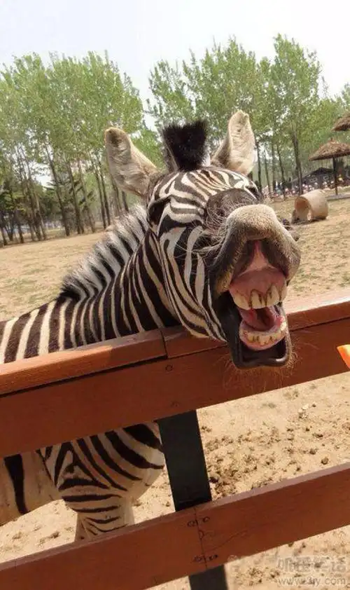 【搞笑图片】(喜欢的话,就收集)麻麻说露出八颗牙齿的笑容才是最标准