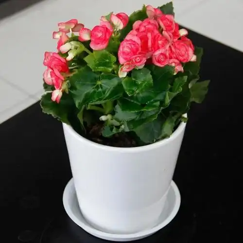 盆栽海棠花养殖需要合理施肥,生长期需要充足的肥料,每10天施肥一次