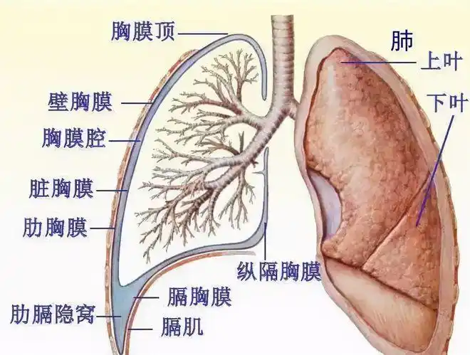 胸腔积液诊断难这个技术帮你搞定