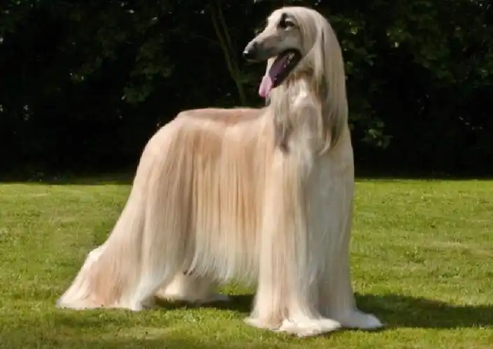 狗狗体味排行榜想要养狗的同学看过来