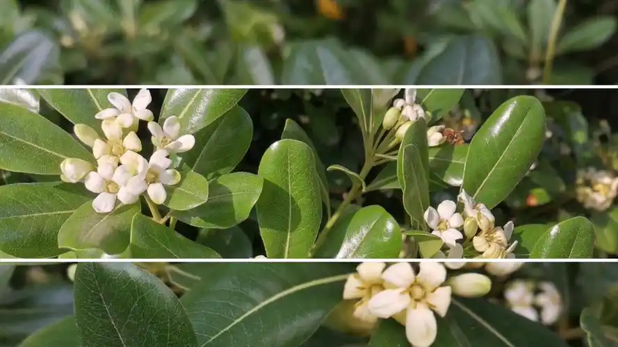 清平乐之海桐~七里香~第一朵花