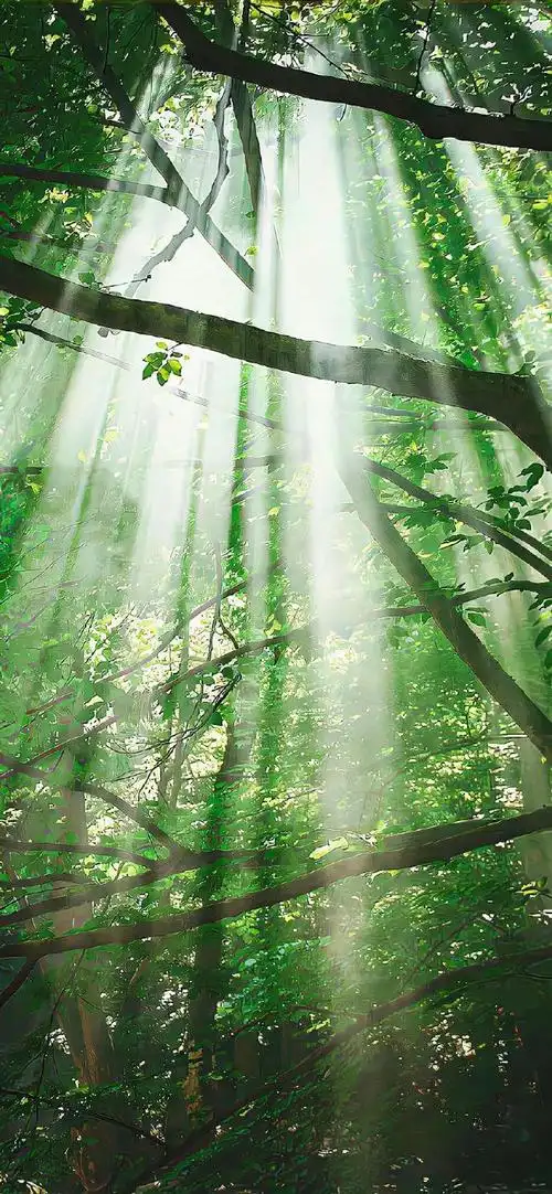 壁纸 | 绿色护眼