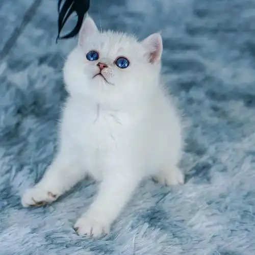 纯种英国短毛猫银点渐层蓝眼银渐层幼猫活体猫咪折耳猫宠物猫