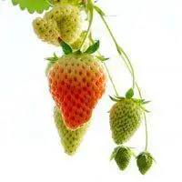 小清新草莓头像 女生草莓可爱小清新头像_微信头像图片大全