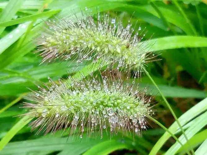 风雨中的毛毛草