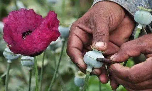 毒贩|毒枭|罂粟_网易订阅