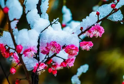 雪中梅花笑迎春