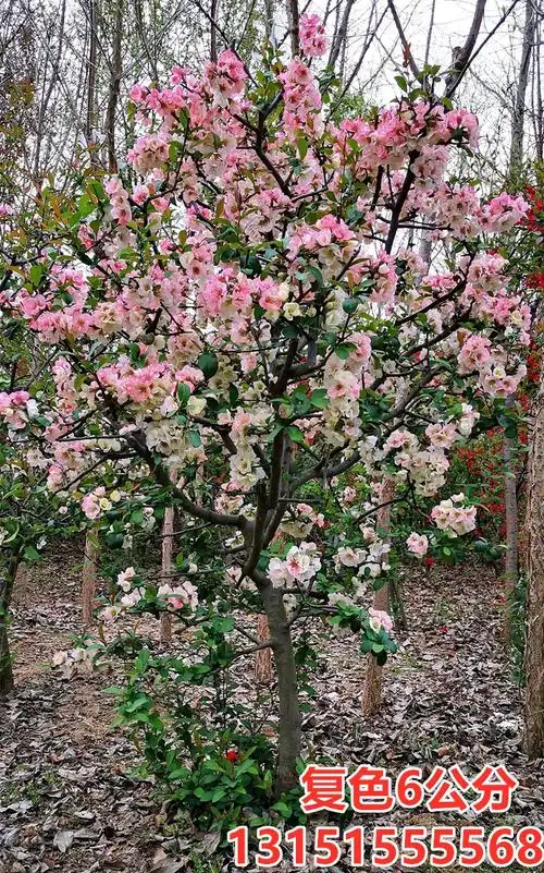 海棠树苗海棠树庭院大型西府海棠花垂丝北美风景行道树