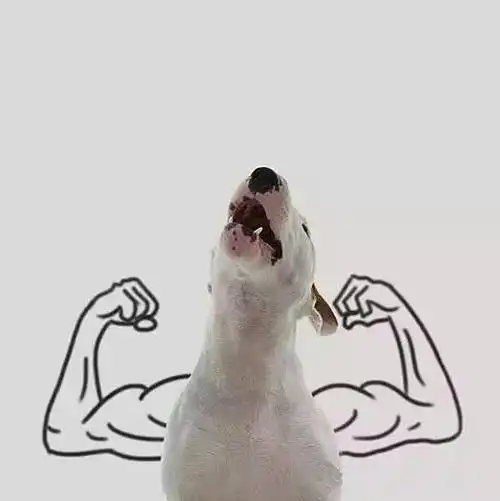 狗狗头像高清霸气(高级又沙雕的狗狗头像)-艾拉养犬