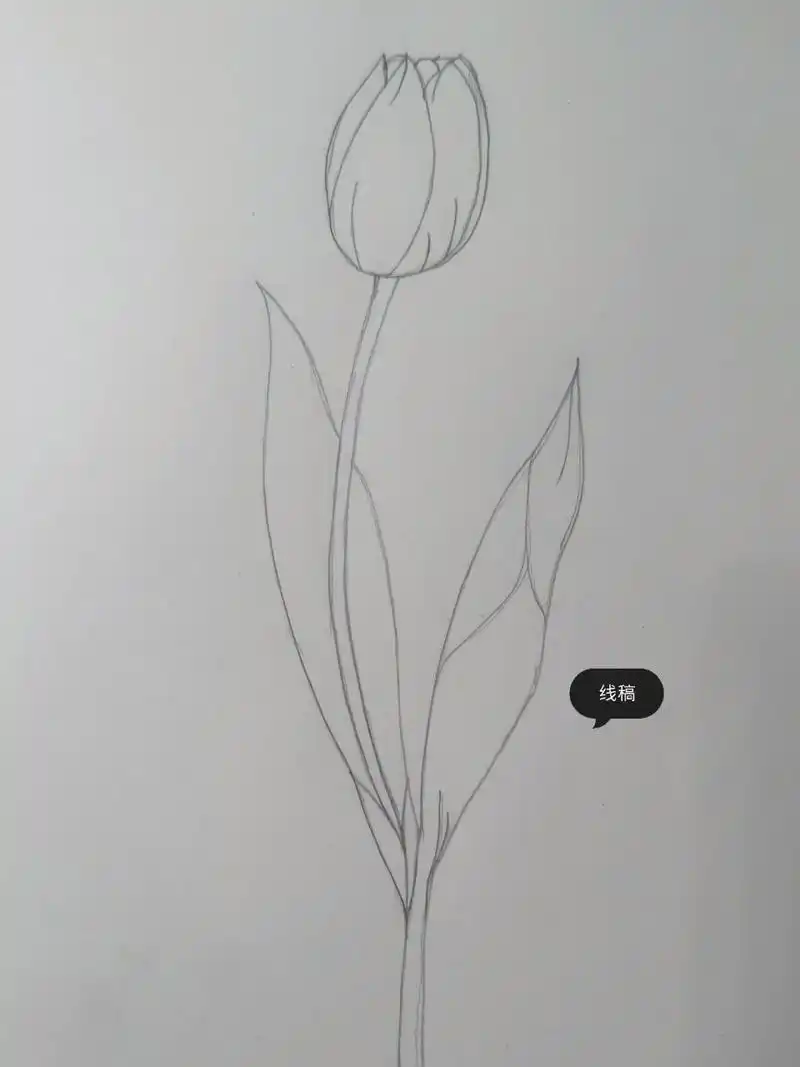 素描植物:含苞待放的花骨朵 952021.11.