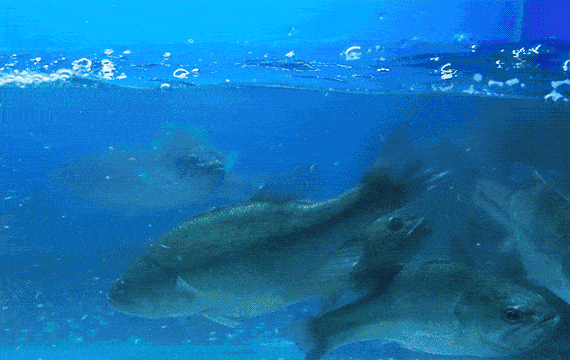 570_360gif 动态图 动图