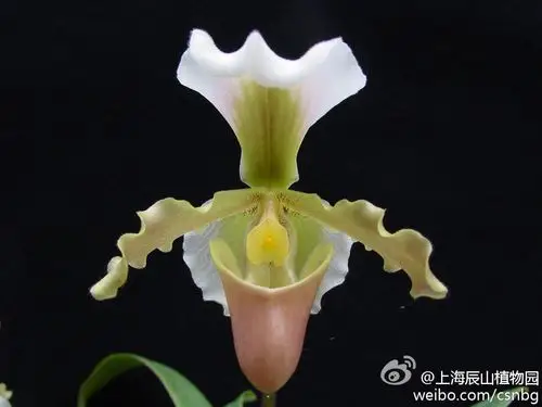 【兜兰类】-- 小叶兜兰