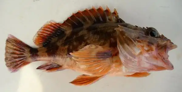 褐菖鲉,北海最常见,被叫做石狗公(也有叫石头公,石九公)