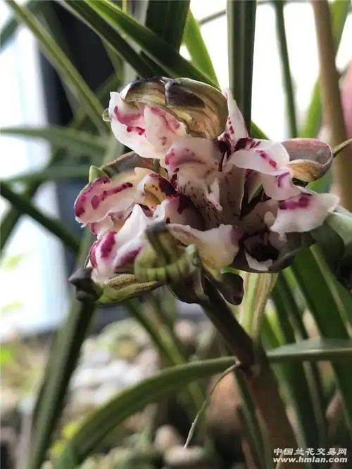 盛世牡丹不错-春兰篇-中国兰花交易网社区
