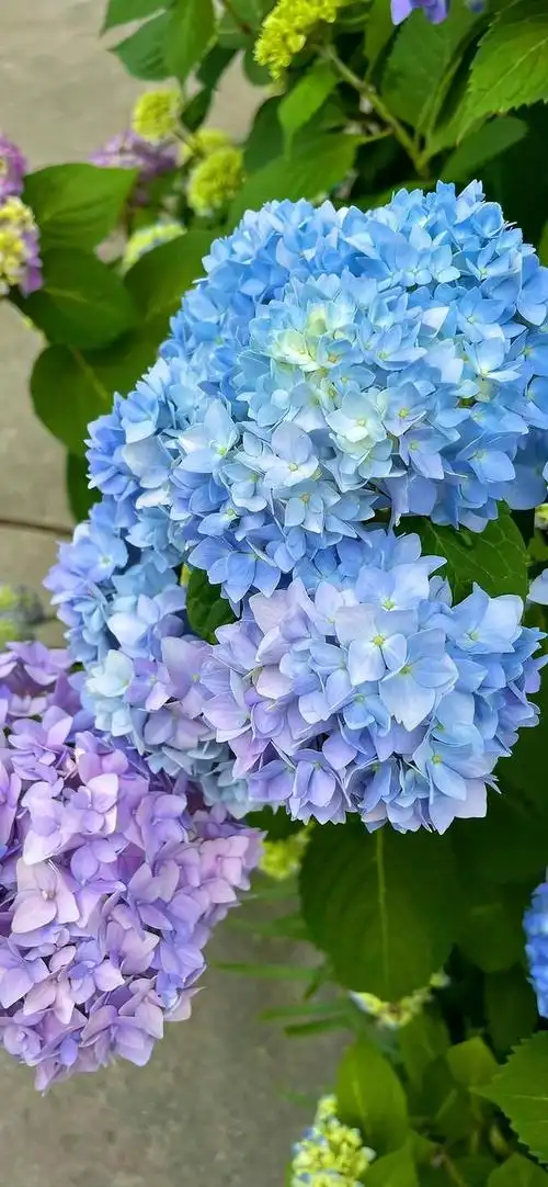 壁纸分享,我最喜欢的绣球花