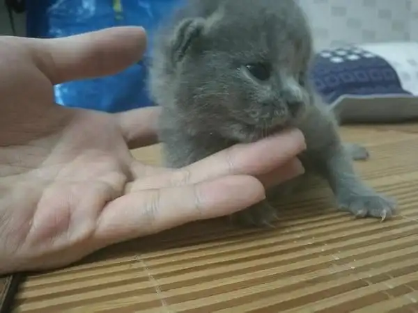 自家刚出生蓝猫宝宝找主人