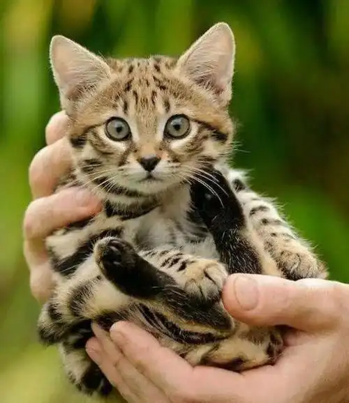 世界最小的猫:与狮虎豹"混社会"的"软妹子",可不只会卖萌