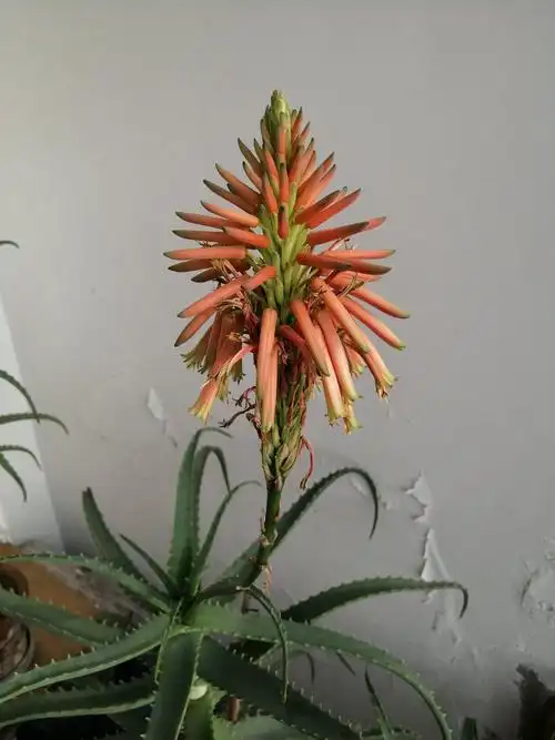 芦荟开花一枝独秀♀芦荟花属药性,是家中之宝