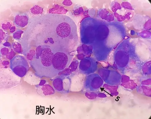 基础细胞形态 - 美篇