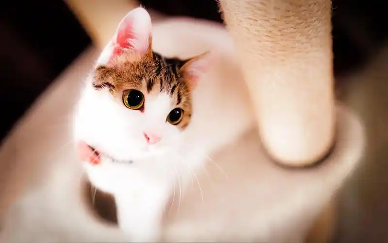 精选可爱喵星人图片电脑桌面壁纸下载