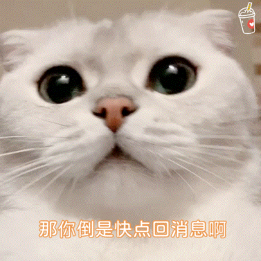 猫表情包抱抱
