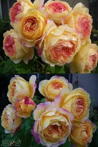 罗曼尼.詹森(rosomane janon)