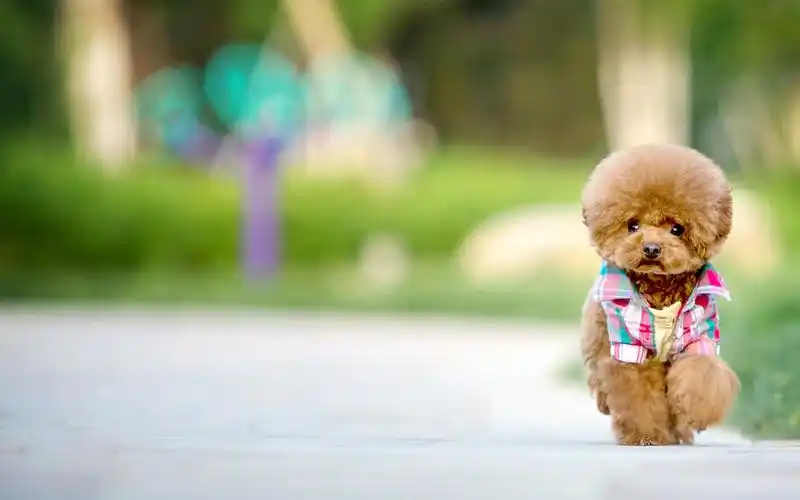 卖萌泰迪犬图片_最爱的泰迪犬