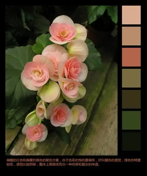 10个从图片中提取的色彩方案