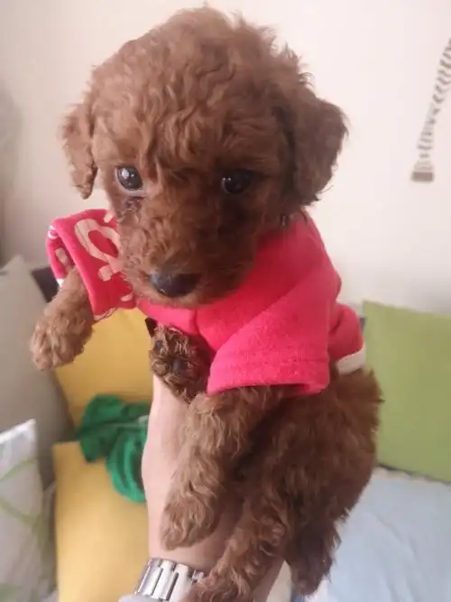 昨天刚买回来只一个月19天的小体泰迪,不吃食还老是睡觉,今天早上硬喂