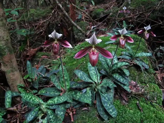 原生香港小姐兜兰紫纹兜兰洋兰稀少品种庭院阳台植物好养易活