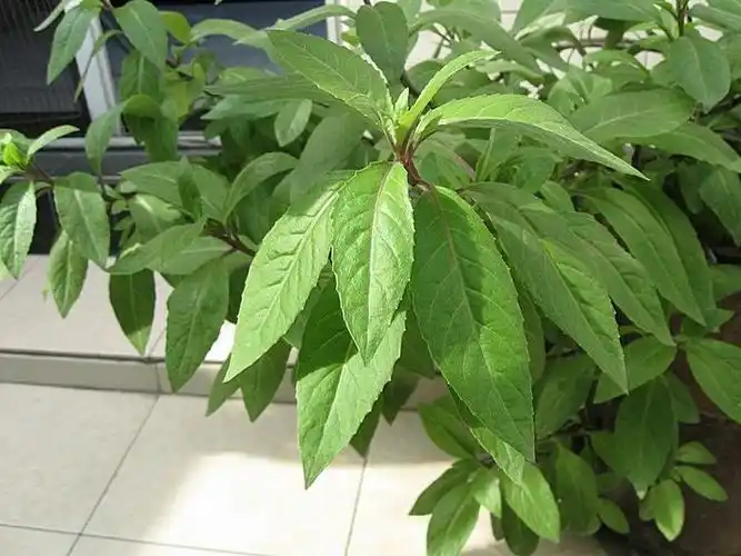 盆栽降压明月金鸡毛草健康富贵菜盆种苗阳台绿植