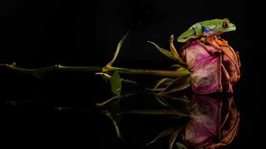 青蛙,干玫瑰,镜子,黑色的背景 壁纸
