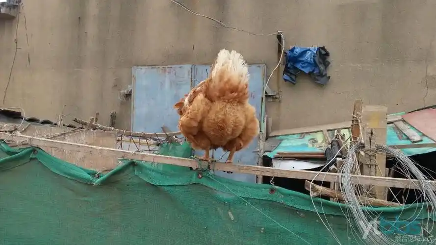 太猛了,这么高的架子一下子就能飞上去,小伙伴们都惊呆了.