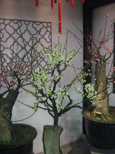 梅桩盆景艺术欣赏