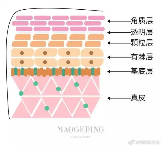 皮肤和半永久眉毛留色