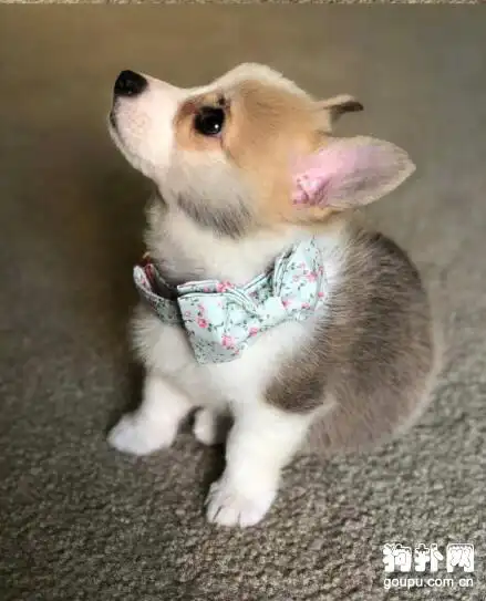 狗扑网 柯基犬 柯基犬图片 狗狗可爱图片 正文日期:2020-03-26