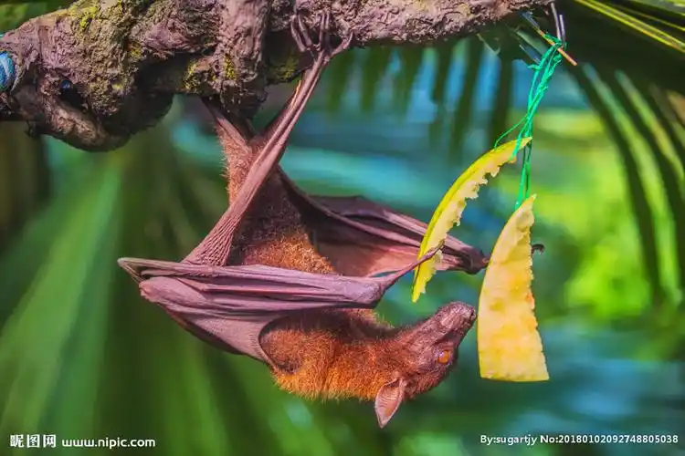 蝙蝠图片