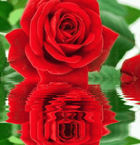 300_310gif 动态图 动图