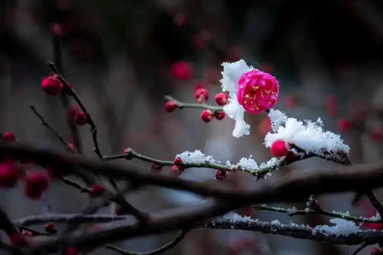 雪中梅花开